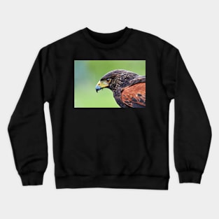 Harris Hawk Crewneck Sweatshirt